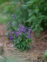 angelonia ist ein Hitze tolerant mehrjährig Pflanze mit schön Blau Blumen. foto