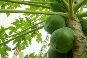 Grün Papaya Obst beim das Papaya Baum mit unreif Obst im das Gemüse Garten. das Foto ist geeignet zu verwenden zum Garten Hintergrund , Obst botanisch Poster und Inhalt Medien.