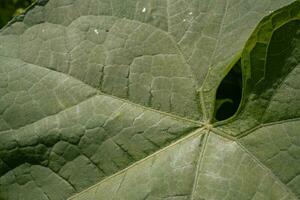 Textur und Oberfläche von Grün Blatt auf das Wald. das Foto ist geeignet zu verwenden zum botanisch Blume Inhalt Medien und Natur Hintergrund.