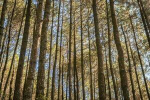 Kiefer Wald wann Frühling Das auf das Spur zum Wandern Berg. das Foto ist geeignet zu verwenden zum Abenteuer Inhalt Medien, Natur Poster und Wald Hintergrund.