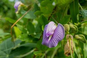 lila und violett Blume Knospen wann ist blühen beim das Frühling Zeit. das Foto ist geeignet zu verwenden zum botanisch Blume Inhalt Medien und Natur Hintergrund.