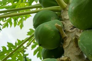 Grün Papaya Obst beim das Papaya Baum mit unreif Obst im das Gemüse Garten. das Foto ist geeignet zu verwenden zum Garten Hintergrund , Obst botanisch Poster und Inhalt Medien.