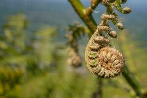 Farn Blatt Knospe auf das Berg mit verschwommen Hintergrund. das Foto ist geeignet zu verwenden zum botanisch Natur Hintergrund, Farn Inhalt Medien und tropisch Poster.