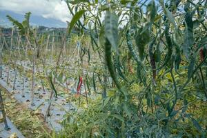 Chili und Tomate Garten Feld wann Frühling. das Foto ist geeignet zu verwenden zum Garten Feld Inhalt Medien, Natur Poster und Bauernhof Hintergrund.