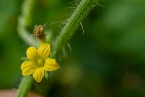 schließen oben Foto von Rosa und Gelb Blume halt mit Hand. das Foto ist geeignet zu verwenden zum Natur Hintergrund, botanisch Inhalt Medien und Natur Poster.