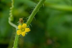 schließen oben Foto von Rosa und Gelb Blume halt mit Hand. das Foto ist geeignet zu verwenden zum Natur Hintergrund, botanisch Inhalt Medien und Natur Poster.