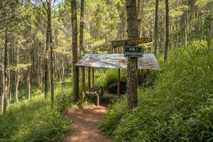 das Weg auf das Kiefer Wald Das gehen zu Gipfel Berg wann Sommer- Zeit. das Foto ist geeignet zu verwenden zum Abenteuer Inhalt Medien, Natur Poster und Wald Hintergrund.