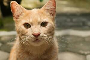 schließen oben von Fett Orange Katze suchen beim Kamera während auf gehen. selektiv Fokus Bild mit verschwommen Hintergrund foto