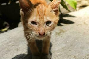 schließen oben von Fett Orange Katze suchen beim Kamera während auf gehen. selektiv Fokus Bild mit verschwommen Hintergrund foto