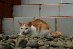 Türkisch van Katze Rasse suchen in Heuschrecke und bereit zu stürzen zu es ist Beute foto