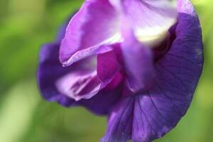 schön Blau Blume Nahansicht Makro Foto