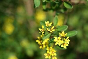 Gelber Blumenstrauß in der Natur. schöner gelber blumenstrauß am himmel foto