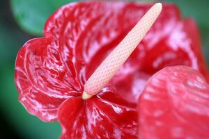 Anthurium ebenfalls namens Flamingo Blume oder hawaiisch Liebe Pflanze foto