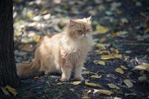 rote Katze, die auf dem Boden mit Herbstlaub sitzt foto