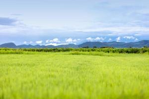 schönes grünes Feld mit blauem Gebirgshintergrund foto