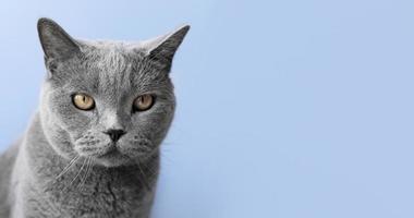 russisches blaues Kätzchen mit monochromem Wandhintergrund foto