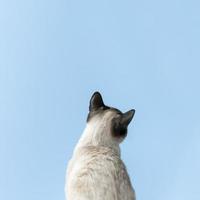 Rücken einer siamesischen Katze foto