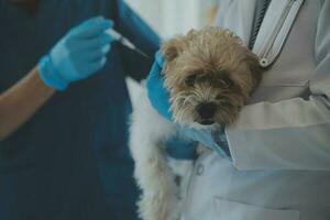 Tierarzt Prüfung Hund und Katze. Hündchen und Kätzchen beim Tierarzt Arzt. Tier Klinik. Haustier prüfen oben und Impfung. Gesundheit Pflege. foto