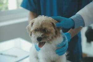 Tierarzt Prüfung Hund und Katze. Hündchen und Kätzchen beim Tierarzt Arzt. Tier Klinik. Haustier prüfen oben und Impfung. Gesundheit Pflege. foto