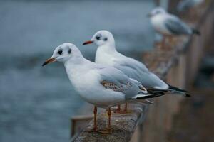 Möwe sich niederlassen auf Geländer im das Hafen foto