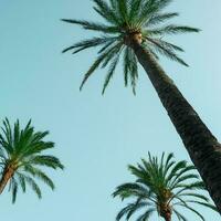 Palme Bäume mit Blau Himmel Hintergrund, tropisch Klima foto