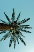 Palme Bäume mit Blau Himmel Hintergrund, tropisch Klima foto