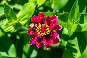 schöne wild wachsende blume zinnia elegans auf der hintergrundwiese foto