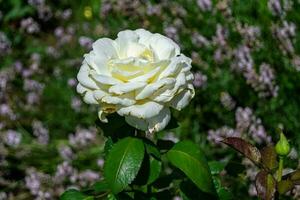 Fotografie zum Thema schöne wild wachsende Blume Rose foto