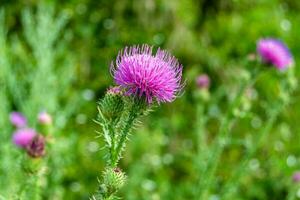 schöne wachsende Blumenwurzel Klettendistel auf Hintergrundwiese foto