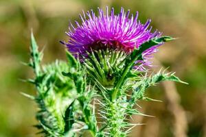 schöne wachsende Blumenwurzel Klettendistel auf Hintergrundwiese foto