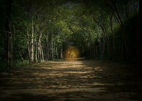 Licht beim das Ende von das Baum Tunnel vergleichen Sie mit das Ausdruck es gibt ein Licht beim das Ende von das Tunnel, welche hat das Bedeutung von ermutigend Das jeder Problem hat ein Lösung. foto