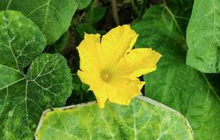 ein Gelb Kürbis Blume mit Grün Blätter und ein Gelb Center ist gezeigt, Kürbis, Blume, Grün, Gelb, Natur, Landwirtschaft, Garten, natürlich, Gemüse, Hintergrund, foto