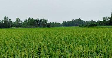 ein Grün Reis Feld mit ein Blau Himmel und Bäume im das Hintergrund foto