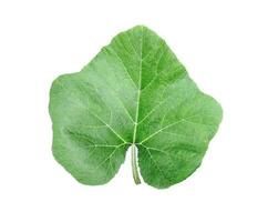 Grün Blätter auf ein Weiß transparent Hintergrund, Grün Blätter, Blätter, transparent png foto