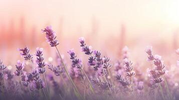 schließen oben von Lavendel Feld auf Baby Rosa Hintergrund mit kreisförmig Bokeh und Kopieren Raum. ai generiert. foto