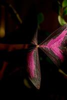 schön eingetopft Zuhause Pflanze Oxalis dreieckig Magenta foto