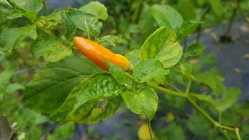 schön schließen oben Foto von frisch Chili Anlage, heiß Chili Pfeffer, sehr geeignet zum Natur Hintergrund.