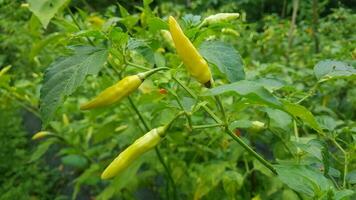 schön schließen oben Foto von frisch Chili Anlage, heiß Chili Pfeffer, sehr geeignet zum Natur Hintergrund.