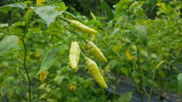 schön schließen oben Foto von frisch Chili Anlage, heiß Chili Pfeffer, sehr geeignet zum Natur Hintergrund.