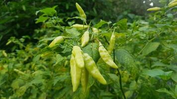 schön schließen oben Foto von frisch Chili Anlage, heiß Chili Pfeffer, sehr geeignet zum Natur Hintergrund.