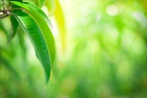 Grün Natur Hintergrund. Ökologie System im Frühling und Sommer- Hintergrund Konzept foto