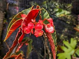 ein schließen oben von Begonie coccinea. ebenfalls namens wie das scharlachrot Begonie. ein Spezies von Pflanze im das Familie Begoniaceae. zum Pflanze Hintergrund oder Hintergrund foto