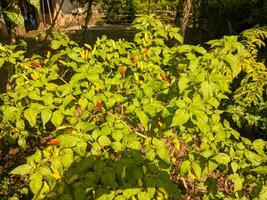 ein Paprika frutescens oder cabai rawit. Zutaten zum würzig Essen foto