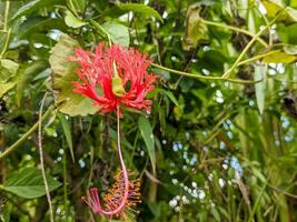 ein schließen oben von Hibiskus Schizopetalus Blume. ebenfalls namens wie gesäumt Rosmarin, japanisch Laterne, Koralle Hibiskus, und Spinne Hibiskus. zum Blume Hintergrund oder Hintergrund foto