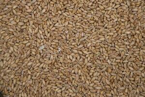 Weizen Körner Saat Muster Textur können Sein benutzt wie ein Hintergrund Hintergrund foto