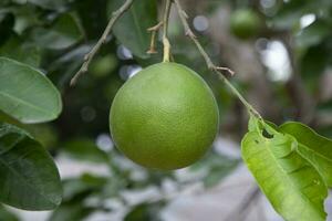 Grün Pampelmuse Zitrusfrüchte Grandis Pampelmusen sind das größten Obst Orangen. diese Früchte haben Vitamin c und sind verhältnismäßig Krankheit beständig foto