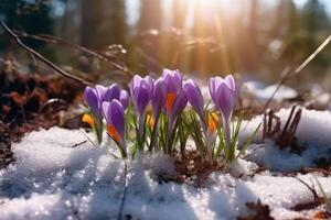 Frühling Landschaft mit zuerst Blumen lila Krokusse auf das Schnee im Natur im das Strahlen von Sonnenlicht. ai generativ foto