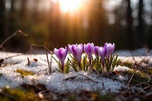 Frühling Landschaft mit zuerst Blumen lila Krokusse auf das Schnee im Natur im das Strahlen von Sonnenlicht. ai generativ foto