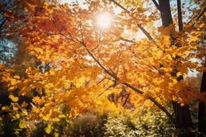 Herbst Blumen- Panorama- Hintergrund. bunt Gelb und rot Ahorn Laub auf ein sonnig Tag heilig Licht. herbstlich Park. ai generativ foto