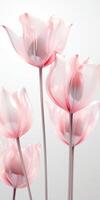 Glas Textur, Blume Stiele, Blütenblätter, Tulpe Blumen, Weiß Hintergrund, sauber und transparent. ai generativ foto